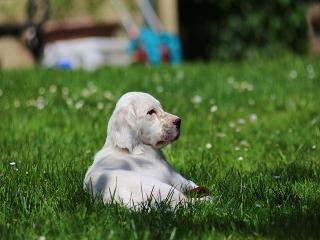 Gentle (orange belton)