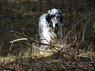 Billy-Jean Beauty of Gordon (blue belton)