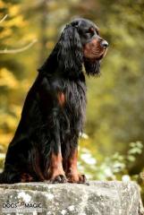 Melvin der Vater unseres Gordon Setter N-Wurfes